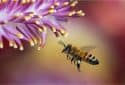Honeybee venom kills aggressive breast cancer cells