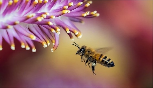 bee-1850116_640 honeybee