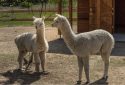 An alpaca nanobody may prevent COVID-19 infection