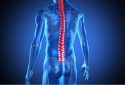 Stem cells can help repair spinal cord injury