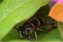 Scientists engineer antimicrobial molecules from wasp venom
