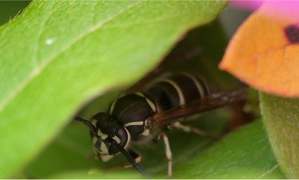 Vespula_flaviceps Vespula_flaviceps