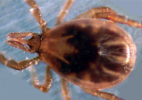 606px-Ixodes_scapularis blacklegged tick (Ixodes scapularis)