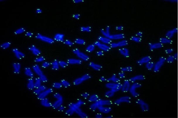 Telomere shortening protects against cancer