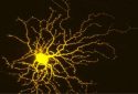 Researchers discover clue to how to protect neurons and encourage their growth