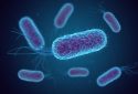 Escherichia coli – fusebulb-Shutterstock.com