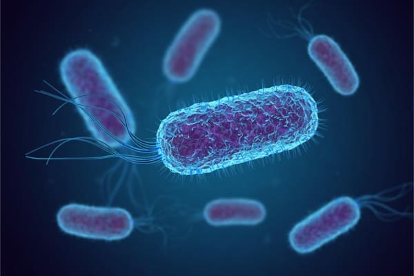 Escherichia coli - fusebulb-Shutterstock.com Escherichia coli - fusebulb-Shutterstock.com