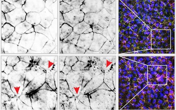 Gut cells and vaping - HUMANOID Center of Research Excellence Gut cells and vaping - HUMANOID Center of Research Excellence