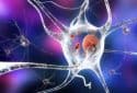 Function identified of 'mystery protein' that kills brain cells in Parkinson's disease