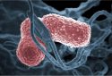 Mouse study shows bacteriophage therapy could fight drug-resistant Klebsiella pneumoniae