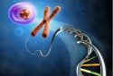 genome, chromosome, DNA, genes