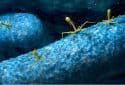 Phages can anticipate bacteria's location and destroy them before they cause an infection