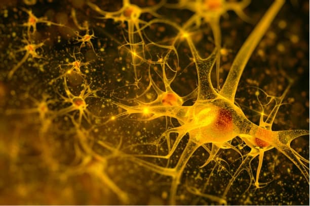 Digital illustration of neurons.