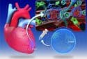 Injectable hydrogel could help repair heart muscle after a heart attack