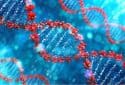 New gene editing strategy could fix broken genes