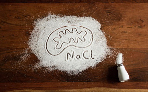 Salt - Felix Petermann - MDC Salt - Felix Petermann - MDC
