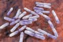 Ancient gut microbiomes may offer clues to modern diseases