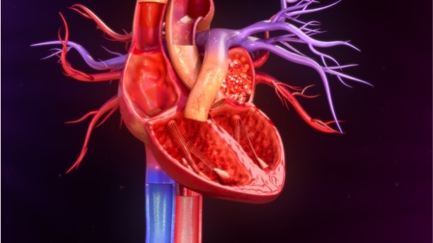 Depositphotos_118970308_s-2019-sciencepics human heart anatomy