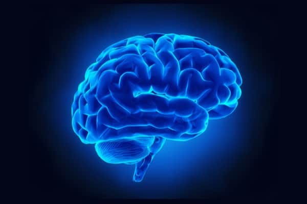 Depositphotos_13281915_s-2019-CLIPAREA brain