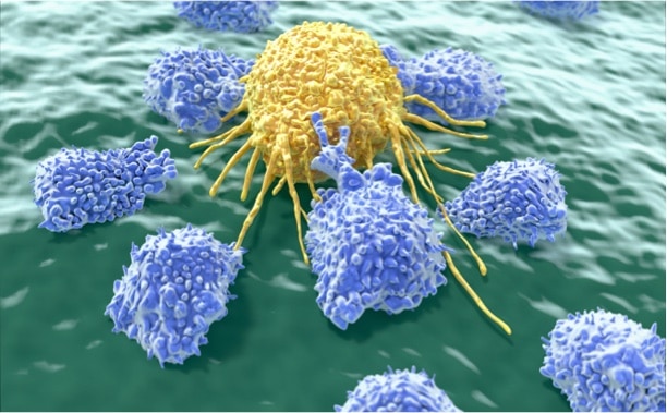 lymphocytes, cancer cell