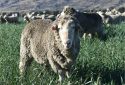 Castration of male sheep delays DNA aging