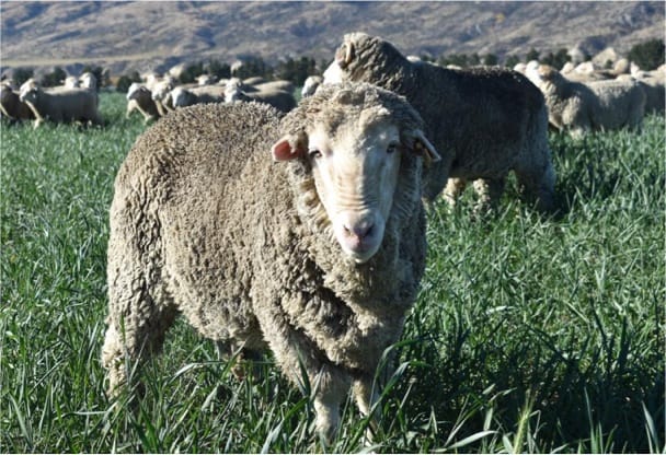 Castration of male sheep delays DNA aging