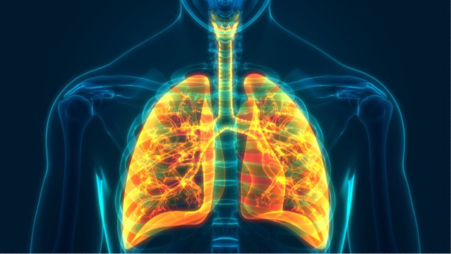 human lungs illustration
