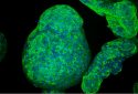 Engineers grow pancreatic organoids that mimic the real thing