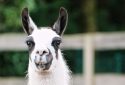 Llama nanobodies have significant potential as potent COVID-19 treatment