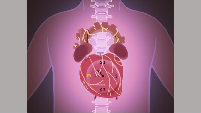 Mouse study suggests manipulation of certain nerve cells can help regenerate lost heart muscle