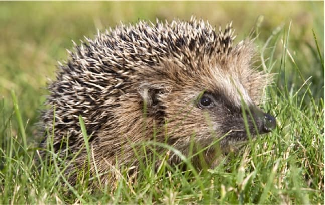 MRSA superbug arose in hedgehogs long before clinical use of antibiotics