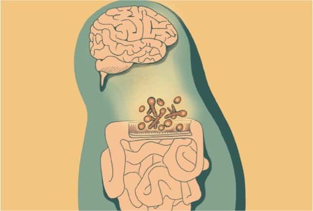 Gut fungi influence neuroimmunity and behavior