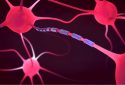 neuronal axons