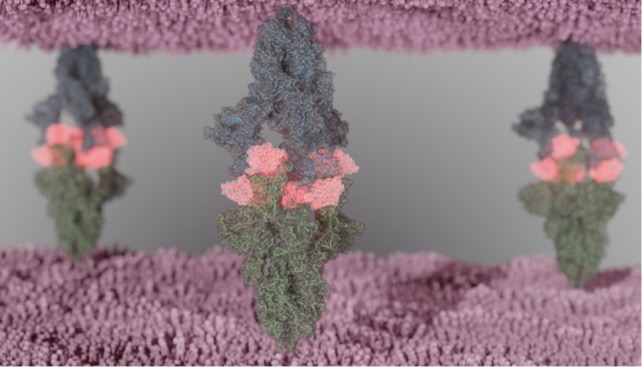 Alpaca nanobodies potently neutralize SARS-CoV-2 variants