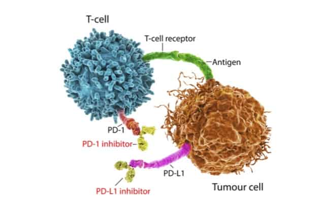 A new approach for bolstering the ability of T cells to fight cancer