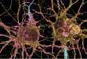Potential new targets in immune cells for treating Parkinson's disease