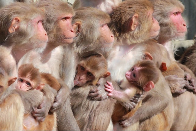 Female rhesus macaque monkeys and infants.