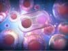 Stem cell therapy protects against the side effects of cancer immunotherapy