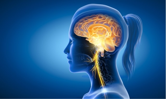 Illustration showing brain and vagus nerve.