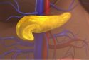 Human pancreas illustration.