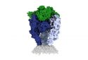 Rabies glycoprotein structure.