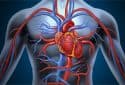 Autoimmune disorders increase risk of cardiovascular disease