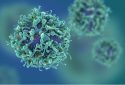 Engineered T cells for cancer immunotherapy can be turned “on” or “off”