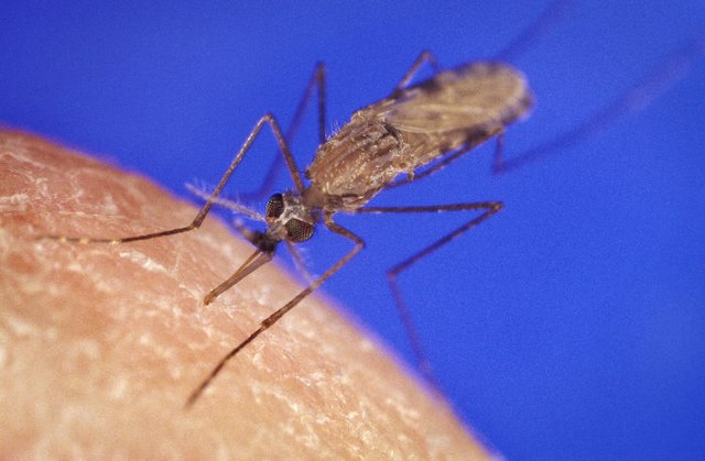 mRNA vaccines offer one-two punch to combat malaria