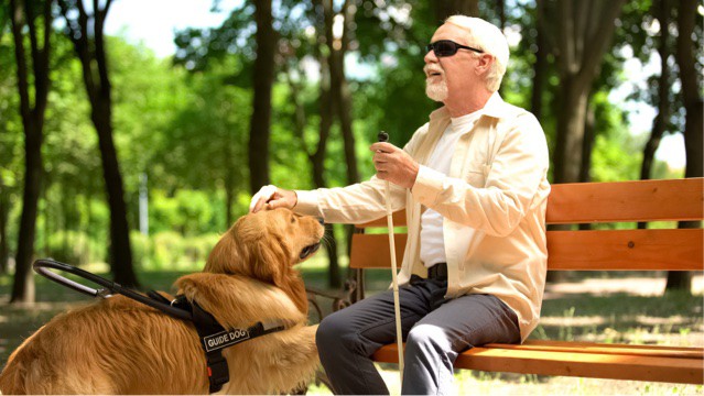 Visually impaired elderly man sitting on bench, stroking a guide dog.