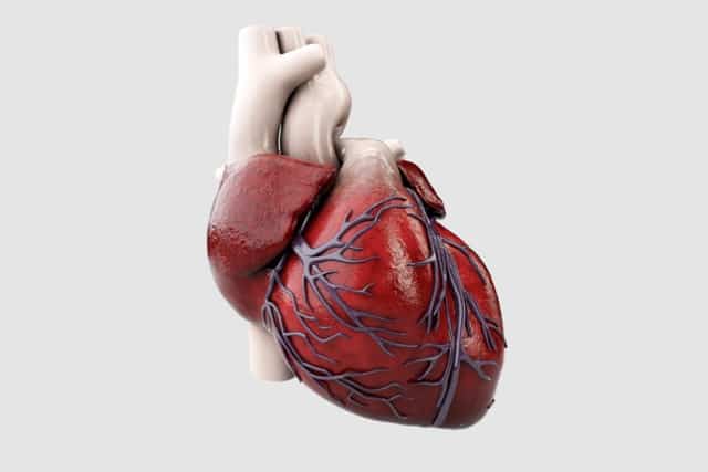 Human heart anatomy.