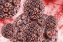 3D illustration of herpes simplex virus.