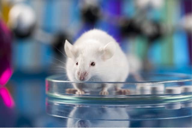 Differences in animal biology can affect cancer drug development