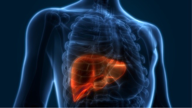 human liver illustration