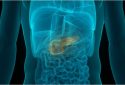Illustration of human digestive organs showing location of pancreas.